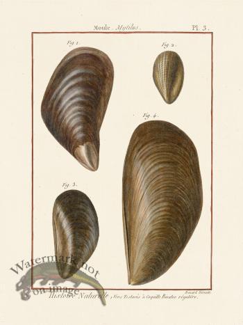 Diderot Shell 03
